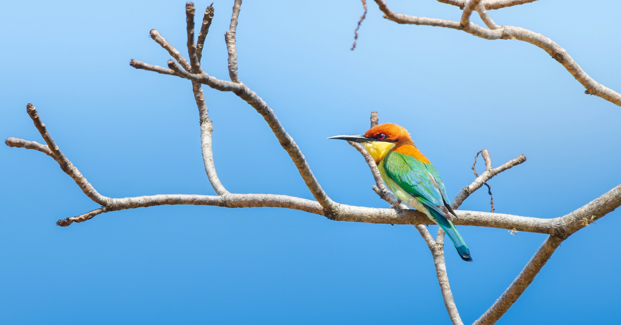 Beautiful Chestnut-headed bee-eater bird perch against clear blue skies at Yala National Park