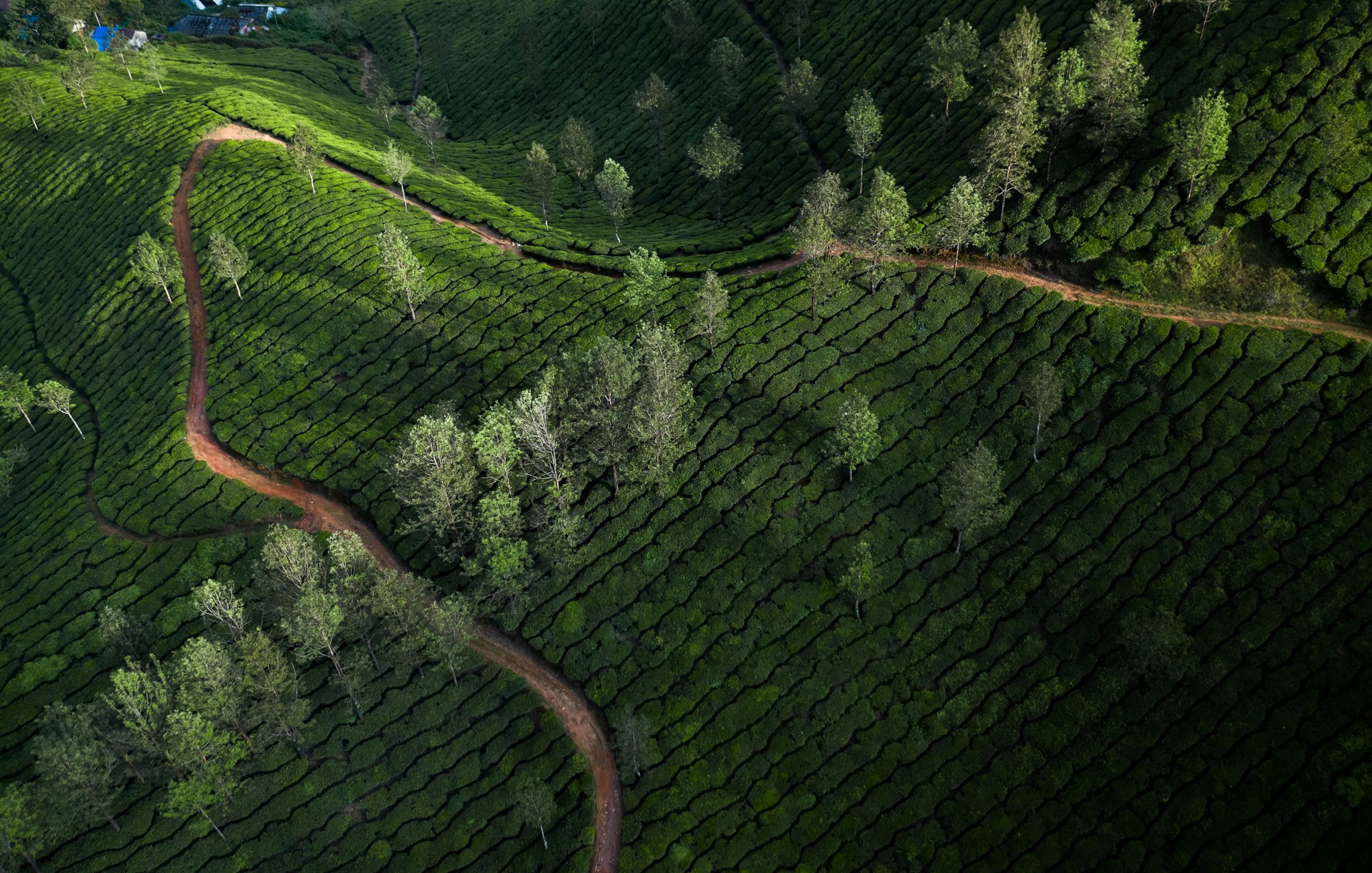 Beautiful tea plantation landscape in the morning.