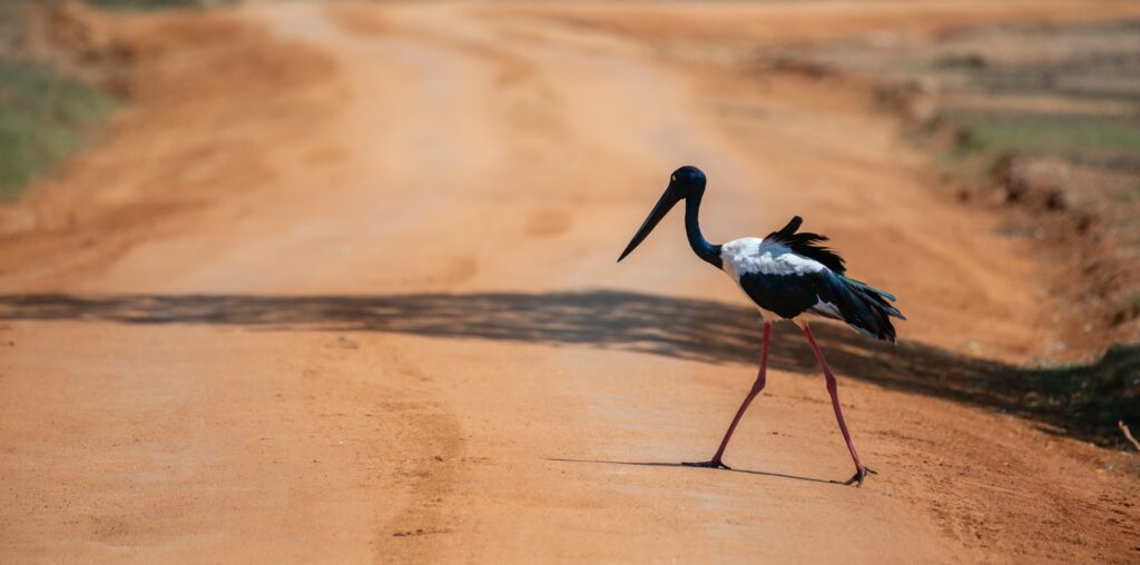Black-necked Stork crossing the dirt road at Yala National Park. tallest and rarest bird Sri Lanka.