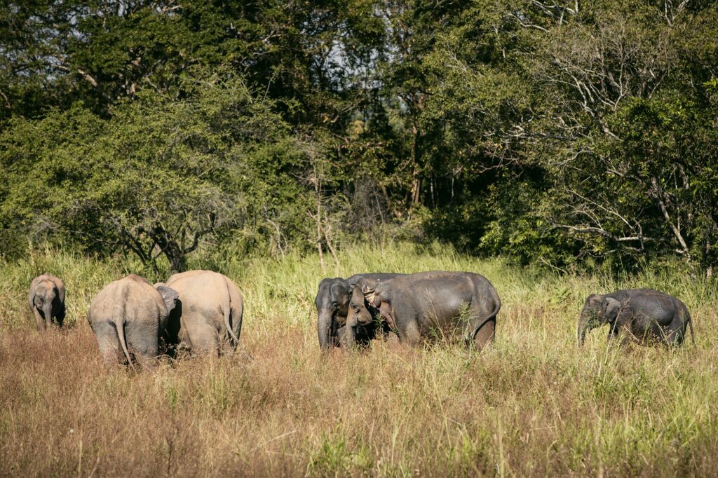 Herd of elephants in Sri Lanka