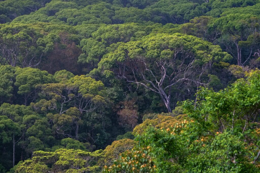 Scenic view of rainforest Sinharaja in Sri Lanka