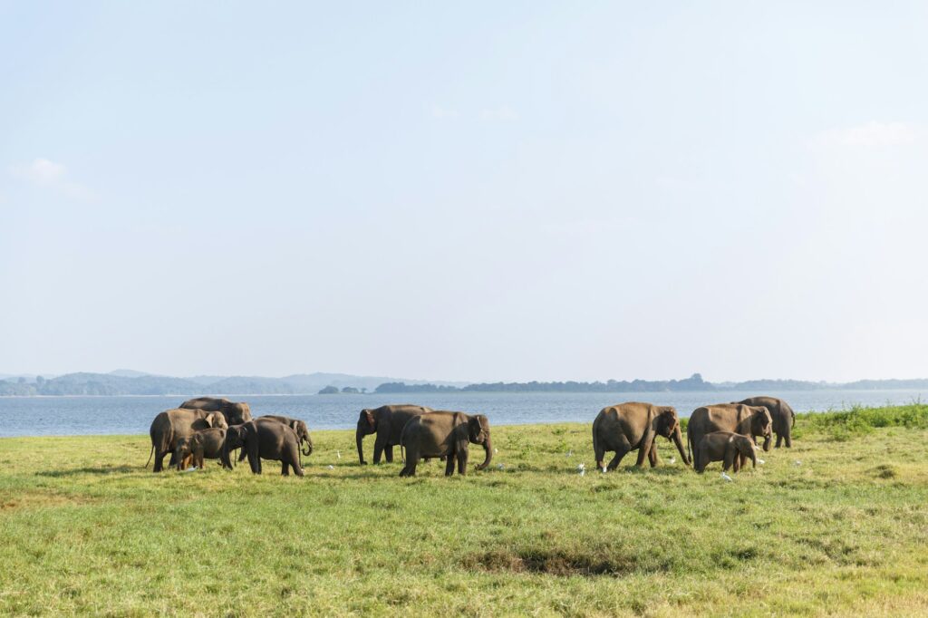 scenic view of wild elephants in natural habitat on field, sri lanka, minneriya