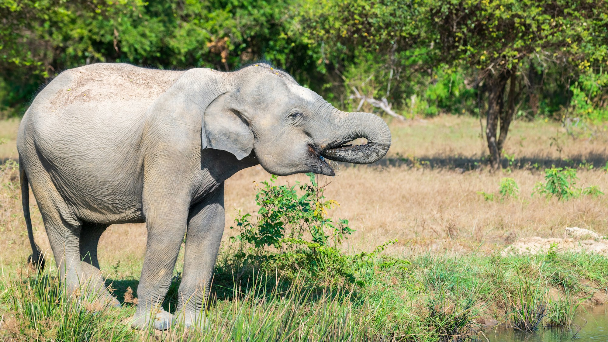 Sri Lankan elephant quenching its thirst, Dring water from a fresh waterbody at Yala National Park.