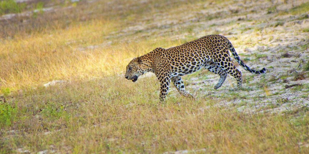 Sri Lankan Leopard, Wilpattu National Park, Sri Lanka