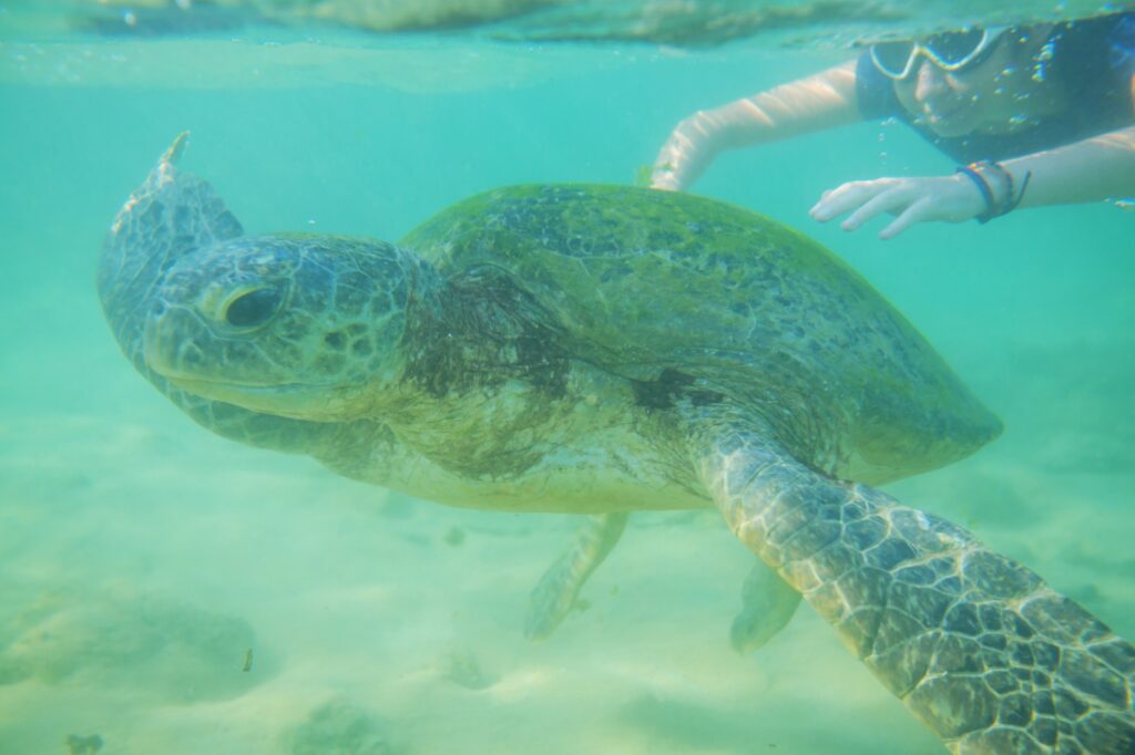 Turtle and boy